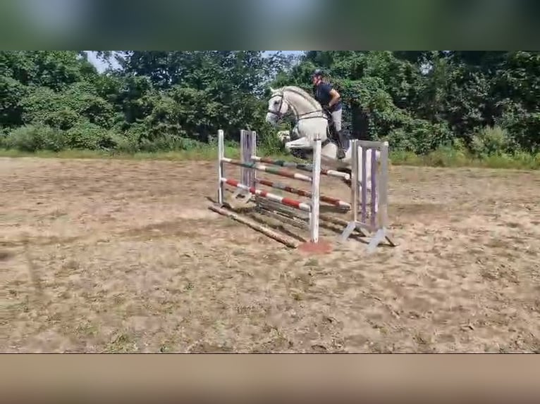 Niemiecki koń sportowy Wałach 16 lat 170 cm Siwa w hreczce in Wahlitz