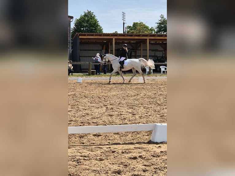 Niemiecki koń sportowy Wałach 16 lat 170 cm Siwa w hreczce in Wahlitz