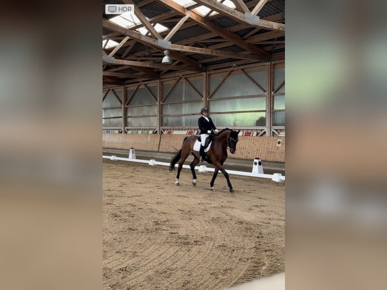 Niemiecki koń sportowy Wałach 16 lat 172 cm Gniada in Maintal