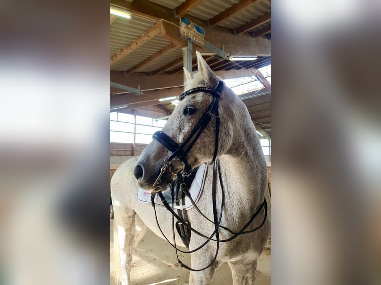 Niemiecki koń sportowy Wałach 16 lat 172 cm Siwa in Iggingen