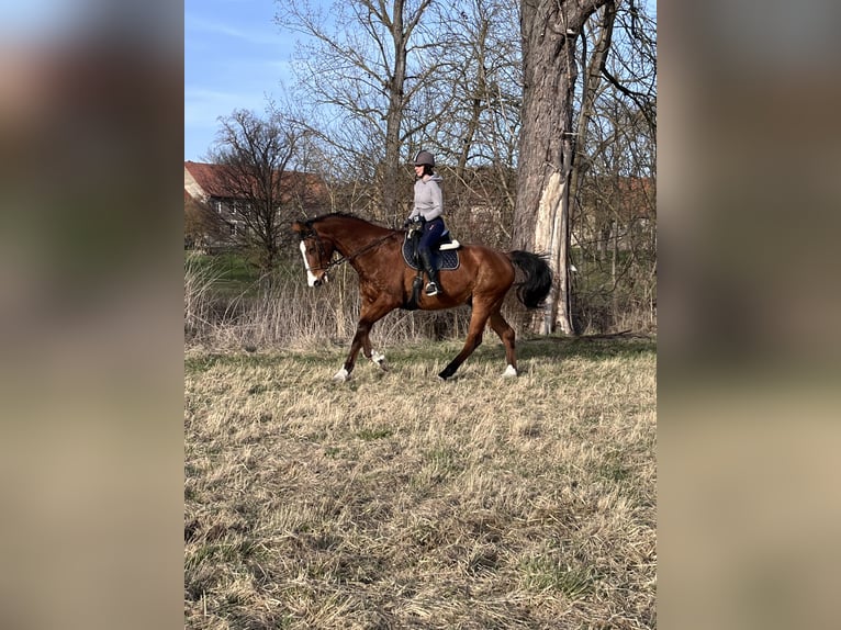 Niemiecki koń sportowy Wałach 16 lat 180 cm Gniada in Bad Langensalza