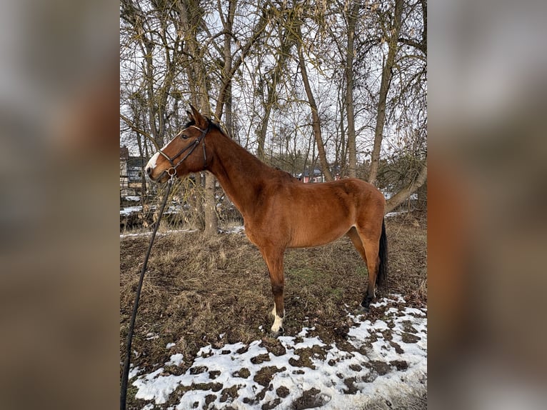 Niemiecki koń sportowy Wałach 16 lat 180 cm Gniada in Bad Langensalza