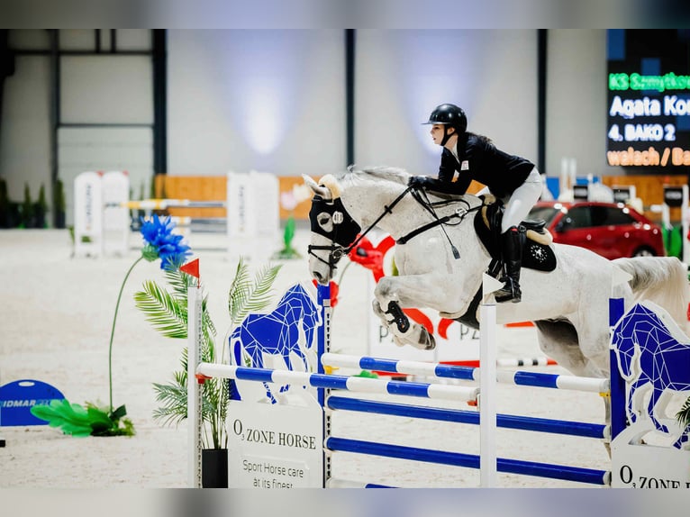 Niemiecki koń sportowy Wałach 16 lat 184 cm Siwa w hreczce in Michałów Górny
