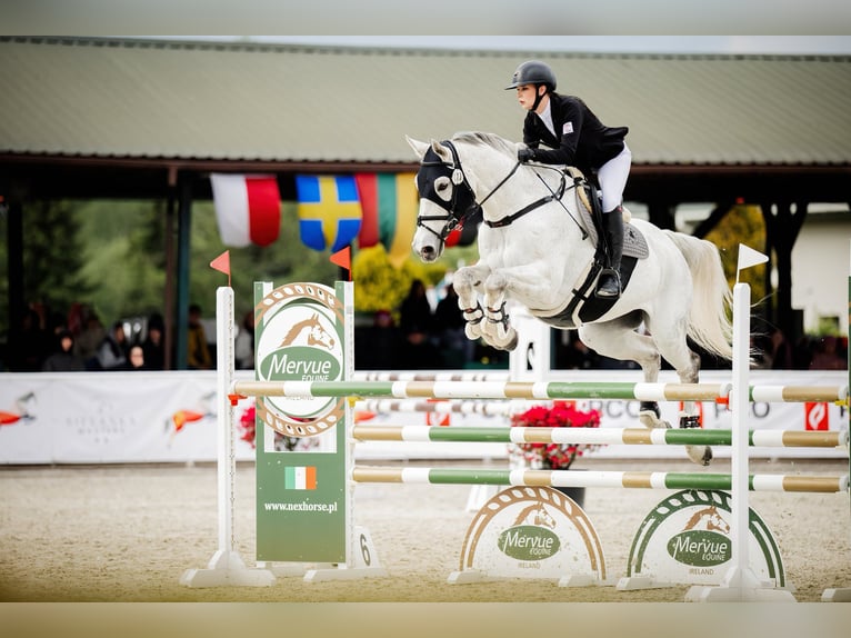 Niemiecki koń sportowy Wałach 16 lat 184 cm Siwa w hreczce in Michałów Górny
