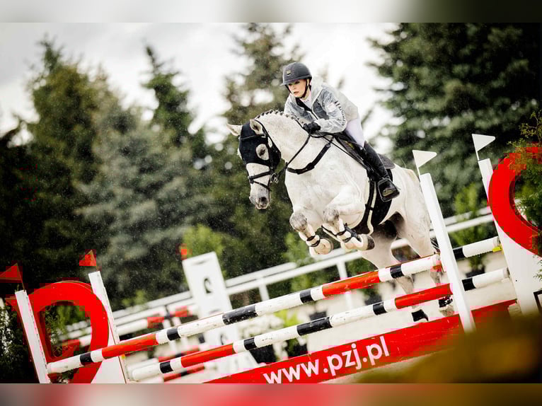 Niemiecki koń sportowy Wałach 16 lat 184 cm Siwa w hreczce in Michałów Górny