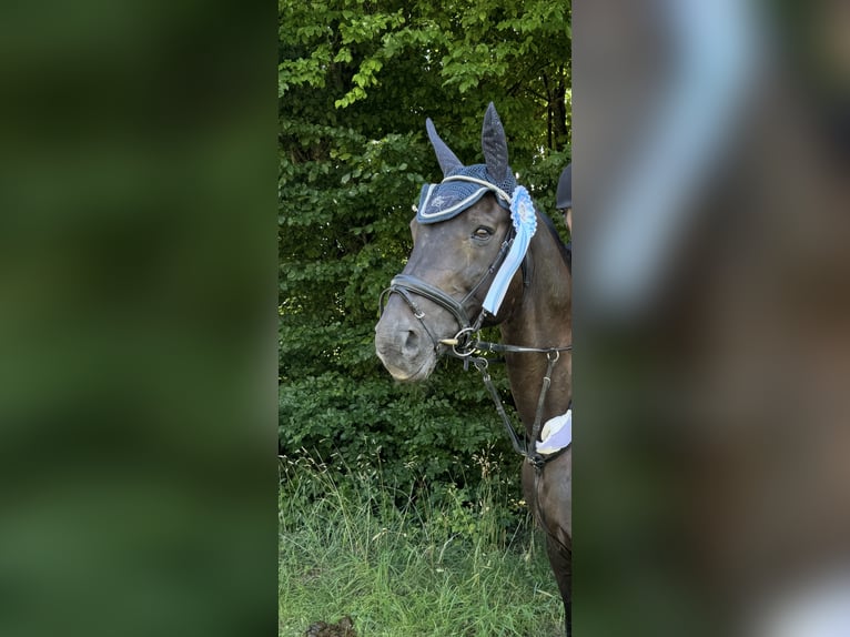 Niemiecki koń sportowy Wałach 17 lat 171 cm Kara in Immenstadt im Allgäu