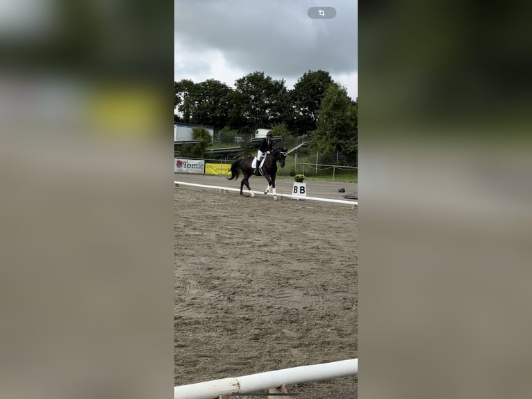 Niemiecki koń sportowy Wałach 17 lat 171 cm Kara in Immenstadt im Allgäu