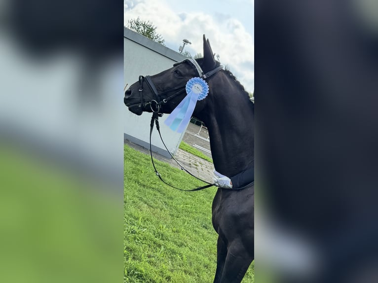 Niemiecki koń sportowy Wałach 17 lat 171 cm Kara in Immenstadt im Allgäu
