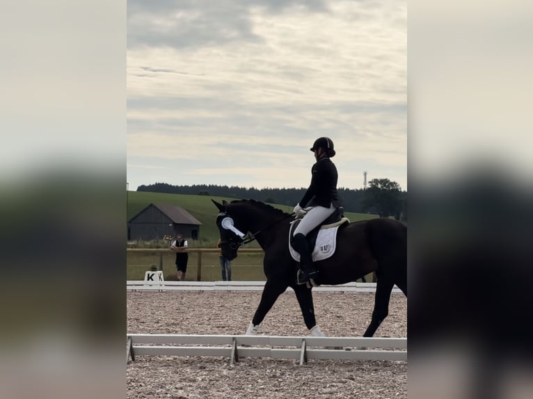 Niemiecki koń sportowy Wałach 17 lat 171 cm in Immenstadt im Allgäu