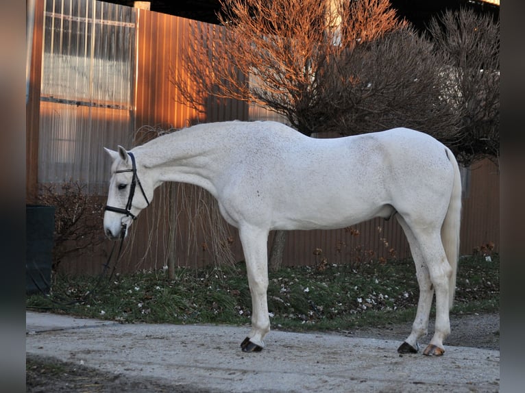 Niemiecki koń sportowy Wałach 17 lat 178 cm Siwa in Schattendorf