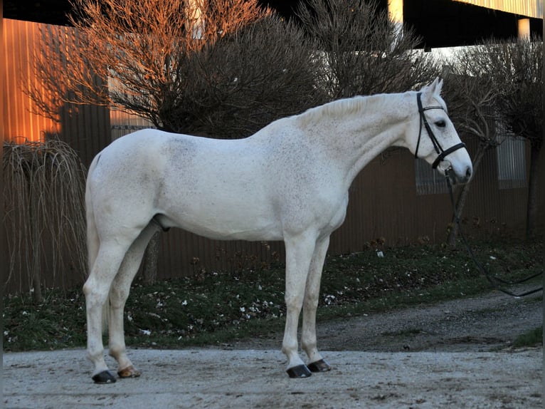 Niemiecki koń sportowy Wałach 17 lat 178 cm Siwa in Schattendorf