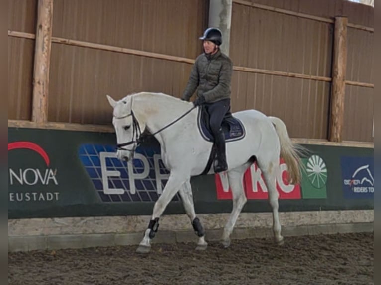 Niemiecki koń sportowy Wałach 17 lat 178 cm Siwa in Schattendorf