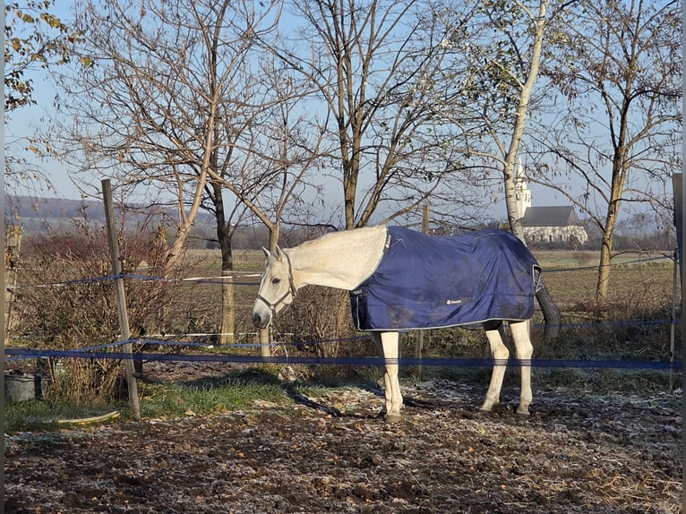 Niemiecki koń sportowy Wałach 17 lat 178 cm Siwa in Schattendorf