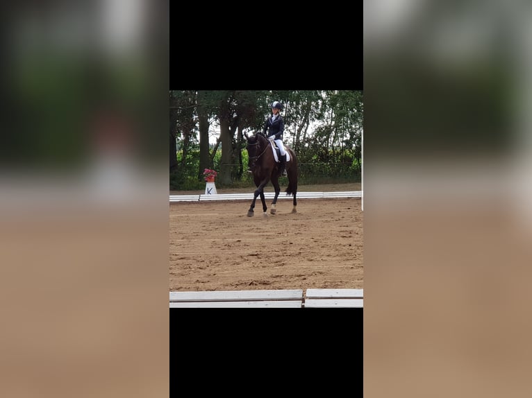 Niemiecki koń sportowy Wałach 17 lat Skarogniada in Groß Pankow