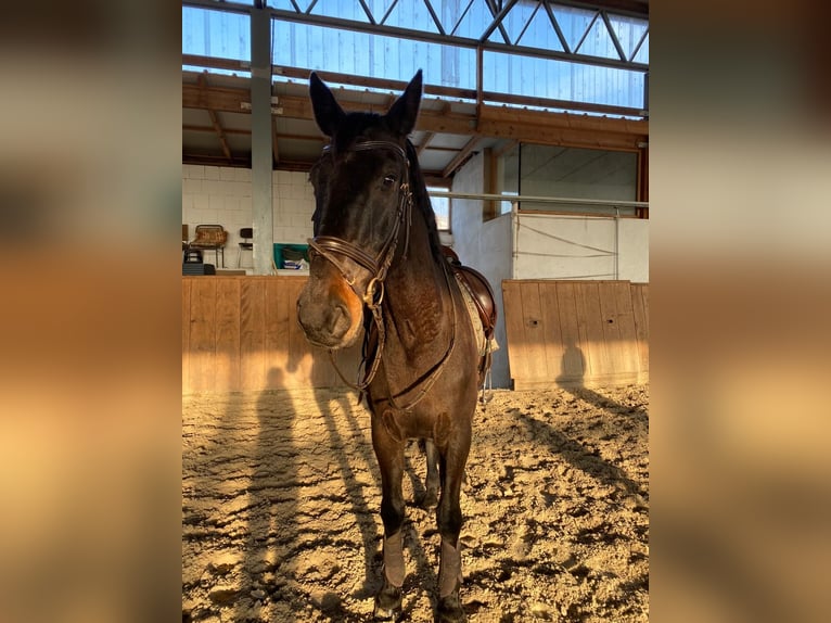 Niemiecki koń sportowy Wałach 18 lat 170 cm Ciemnogniada in Berlin