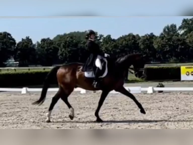 Niemiecki koń sportowy Wałach 18 lat 172 cm Gniada in Neustadt Dosse Niemiecki koń sportowy Wałach 18 lat 172 cm Gniada in Neustadt Dosse