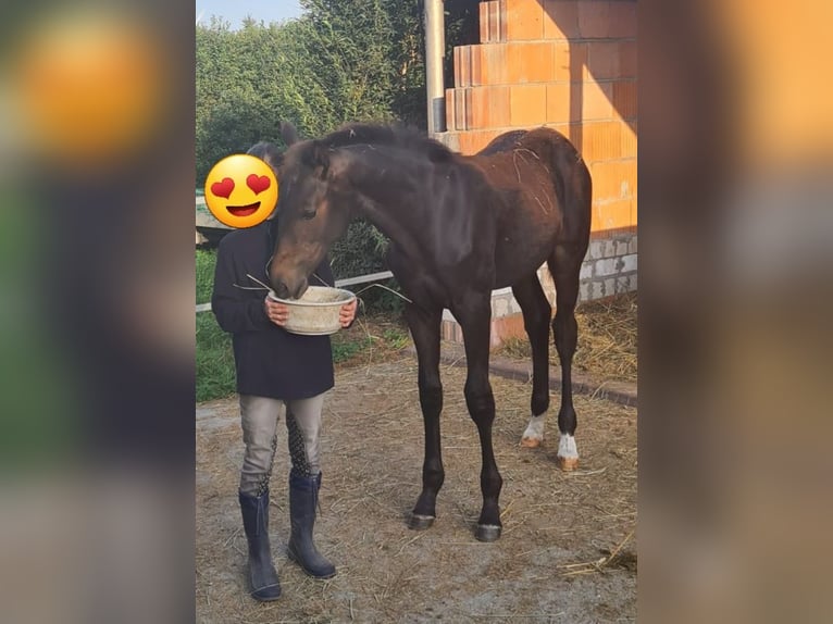 Niemiecki koń sportowy Wałach 1 Rok Ciemnogniada in Wustermark