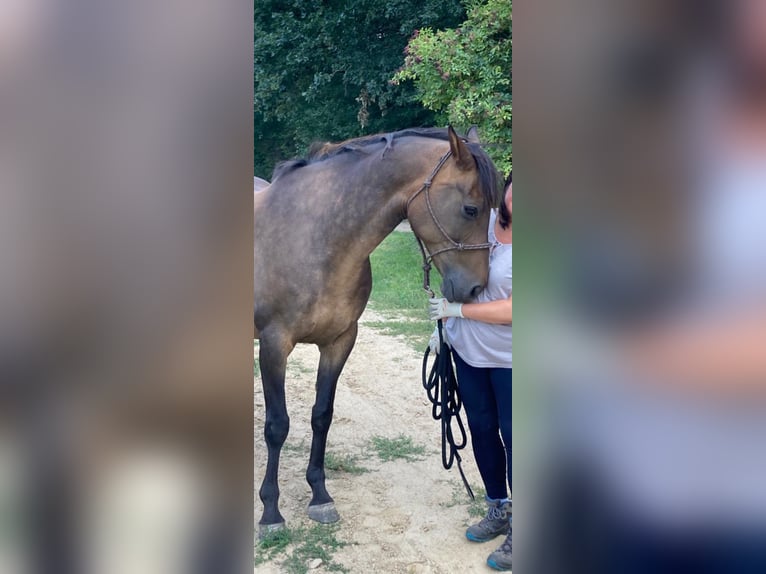 Niemiecki koń sportowy Mix Wałach 20 lat 165 cm Gniada in Paulinenaue