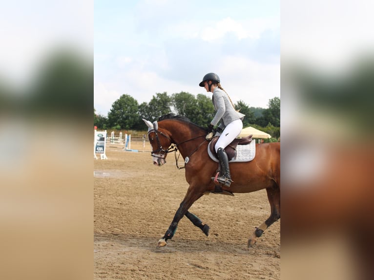 Niemiecki koń sportowy Wałach 21 lat 165 cm Gniada in Teichland