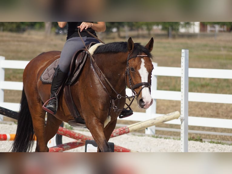 Niemiecki koń sportowy Wałach 21 lat 165 cm Gniada in Teichland