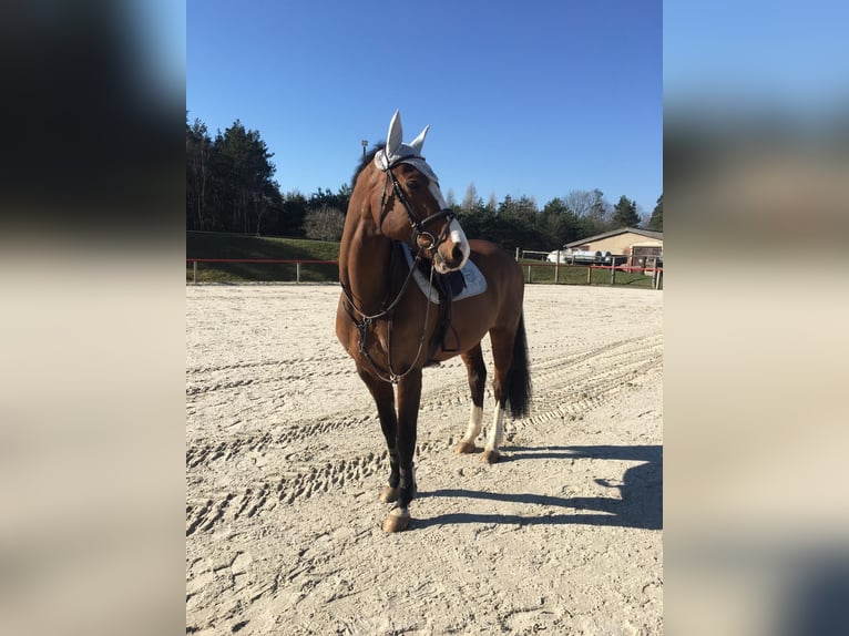 Niemiecki koń sportowy Wałach 21 lat 165 cm Gniada in Teichland