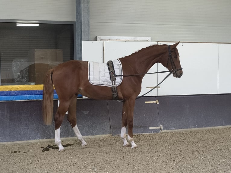 Niemiecki koń sportowy Wałach 2 lat 162 cm Kasztanowata in Ritzing