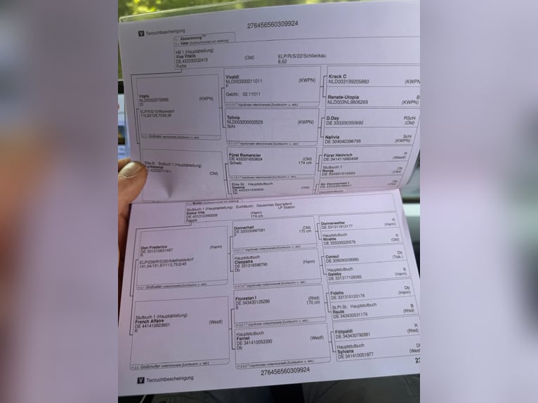 Niemiecki koń sportowy Wałach 2 lat 167 cm Gniada in Schmadebeck