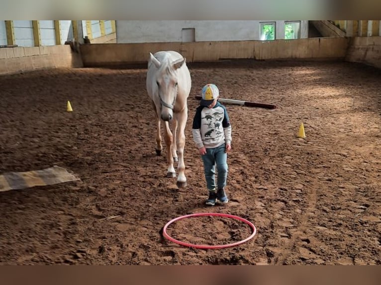 Niemiecki koń sportowy Wałach 2 lat 167 cm Izabelowata in Vietznitz