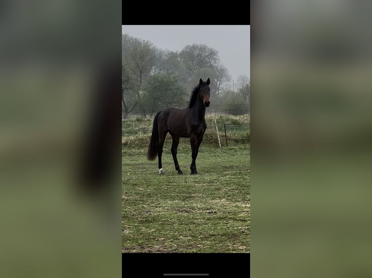 Niemiecki koń sportowy Wałach 2 lat 167 cm Skarogniada in Peckfitz