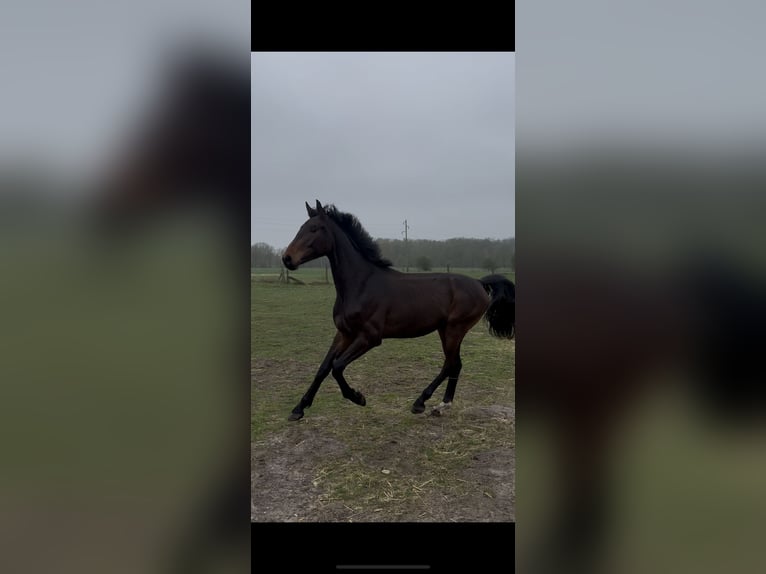 Niemiecki koń sportowy Wałach 2 lat 167 cm Skarogniada in Peckfitz