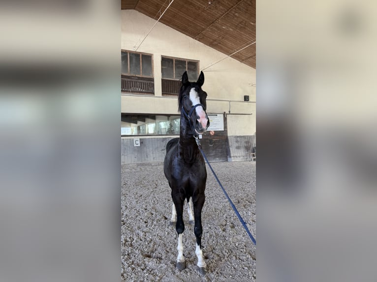 Niemiecki koń sportowy Wałach 3 lat 156 cm Kara in Wallersdorf