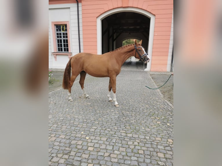Niemiecki koń sportowy Wałach 3 lat 157 cm Kasztanowata in Arzberg