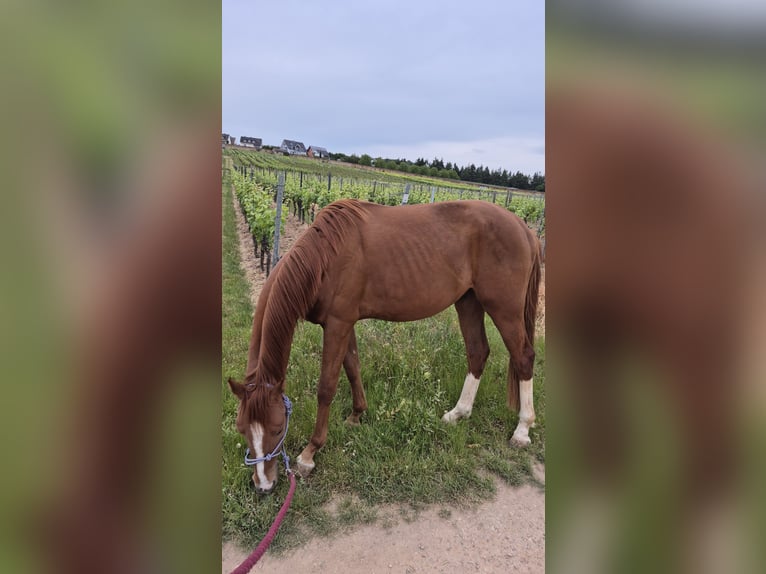 Niemiecki koń sportowy Wałach 3 lat 158 cm Kasztanowata in Geisenheim