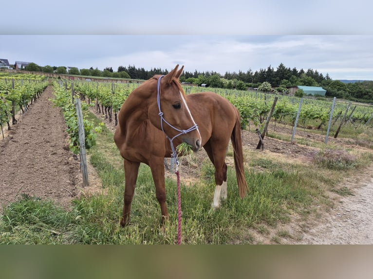 Niemiecki koń sportowy Wałach 3 lat 158 cm Kasztanowata in Geisenheim