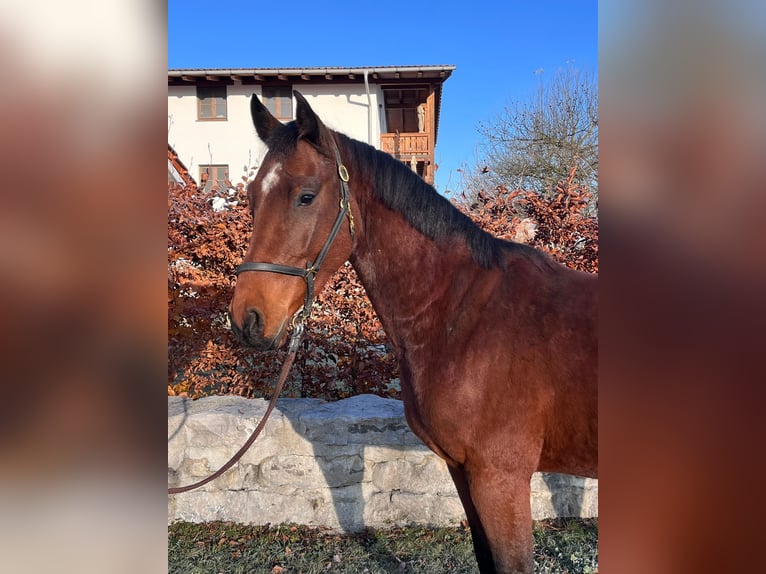 Niemiecki koń sportowy Wałach 3 lat 160 cm Gniada in Petting