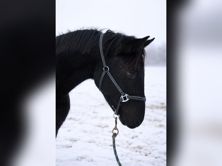 Niemiecki koń sportowy Wałach 3 lat 162 cm Kara in Doberschütz