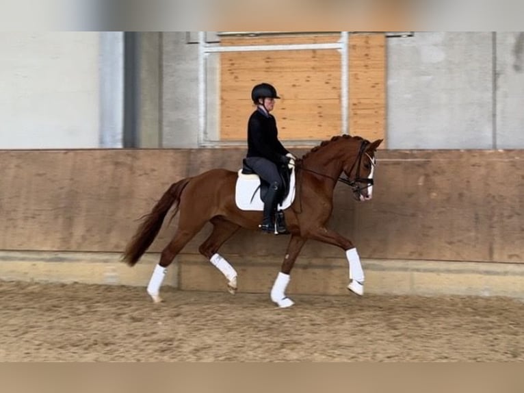 Niemiecki koń sportowy Wałach 3 lat 162 cm Kasztanowata in Jengen