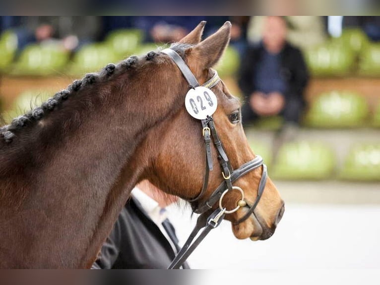 Niemiecki koń sportowy Wałach 3 lat 163 cm Gniada in Lauda-Königshofen