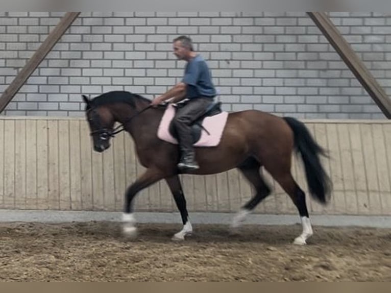 Niemiecki koń sportowy Wałach 3 lat 163 cm Gniada in Straubenhardt