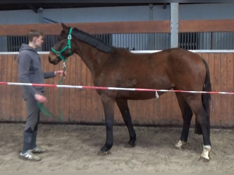 Niemiecki koń sportowy Wałach 3 lat 165 cm Ciemnogniada in Lemwerder