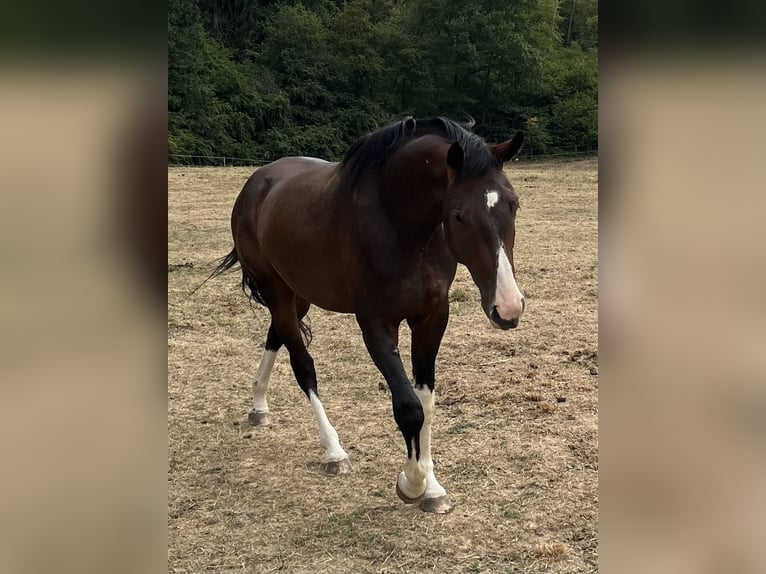 Niemiecki koń sportowy Wałach 3 lat 165 cm Ciemnogniada in Steinach