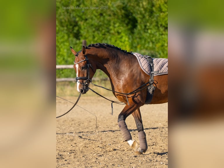 Niemiecki koń sportowy Wałach 3 lat 165 cm Gniada in Świdnica