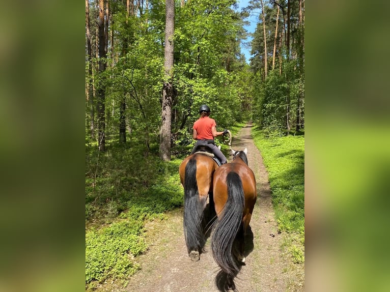 Niemiecki koń sportowy Mix Wałach 3 lat 165 cm Gniada in L&#xF6;wenberger Land