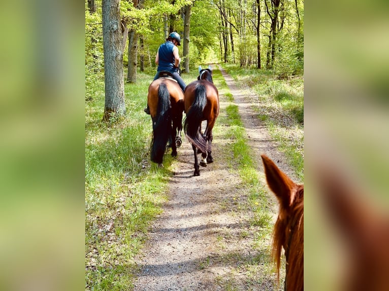 Niemiecki koń sportowy Mix Wałach 3 lat 165 cm Gniada in L&#xF6;wenberger Land