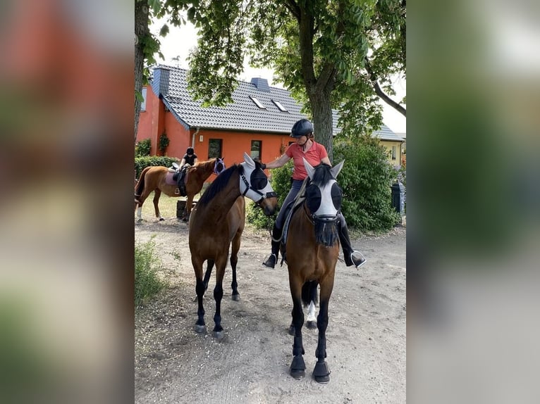 Niemiecki koń sportowy Mix Wałach 3 lat 165 cm Gniada in L&#xF6;wenberger Land
