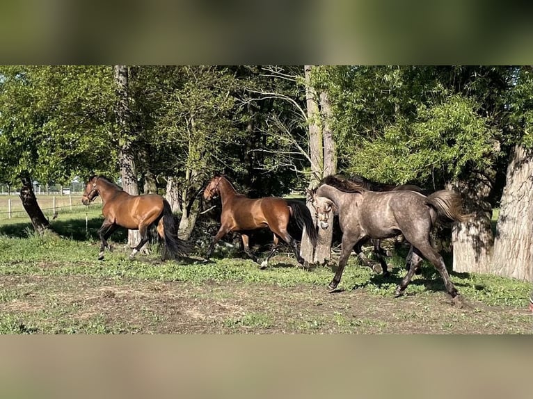 Niemiecki koń sportowy Mix Wałach 3 lat 165 cm Gniada in L&#xF6;wenberger Land