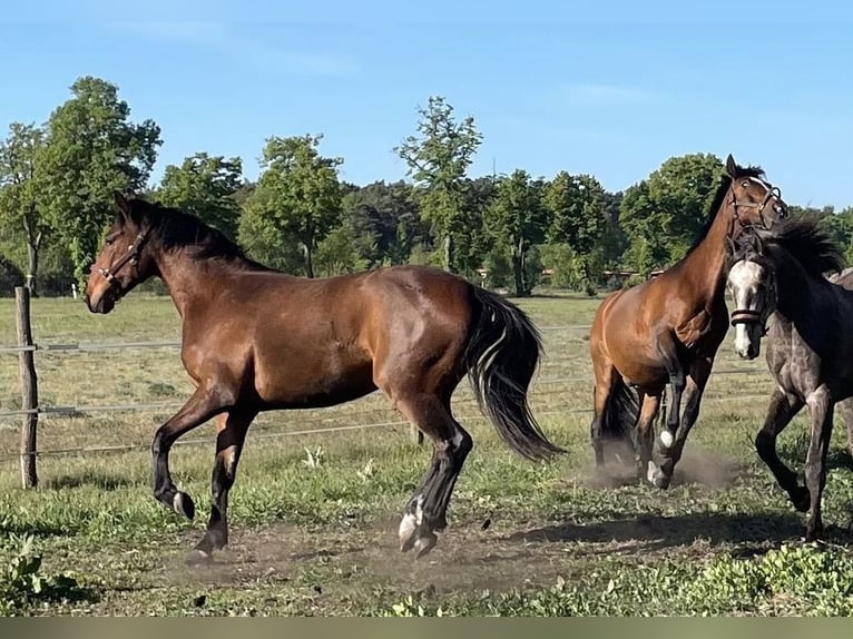 Niemiecki koń sportowy Mix Wałach 3 lat 165 cm Gniada in L&#xF6;wenberger Land