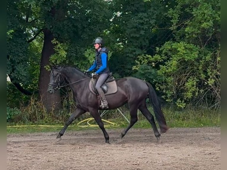 Niemiecki koń sportowy Wałach 3 lat 166 cm Kara in Nordhausen
