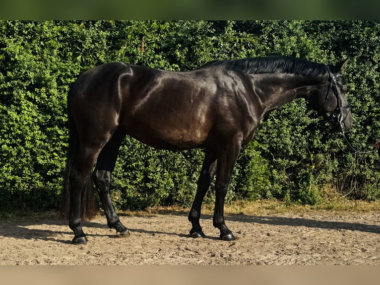 Niemiecki koń sportowy Wałach 3 lat 166 cm Kara in Nordhausen