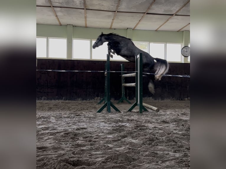 Niemiecki koń sportowy Wałach 3 lat 166 cm Siwa in Teupitz
